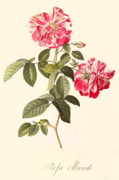 Rosa Mundi by Georg Dionysius Ehret